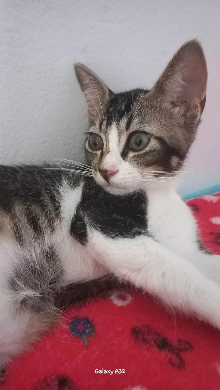 Gato ra a SRD-ViraLata idade 2 a 6 meses nome Fred