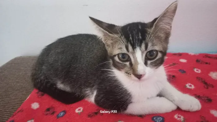 Gato ra a SRD-ViraLata idade 2 a 6 meses nome Fred
