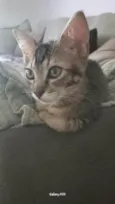 Ludovico