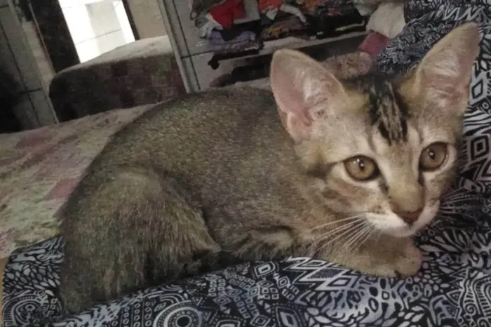 Gato ra a SRD-ViraLata idade 2 a 6 meses nome Ludovico 