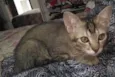 Ludovico