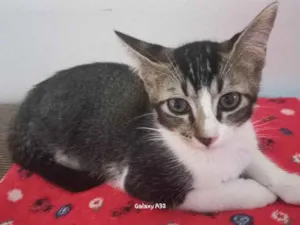 Gato raça SRD-ViraLata idade 2 a 6 meses nome Fred