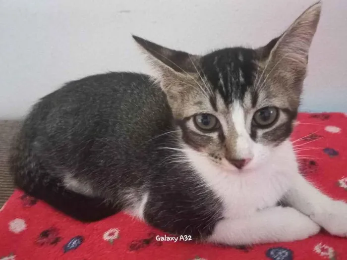 Gato ra a SRD-ViraLata idade 2 a 6 meses nome Fred