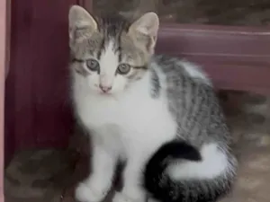 Gato raça SRD-ViraLata idade 2 a 6 meses nome Princesa