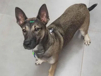 Cachorro raça SRD-ViraLata idade 1 ano nome Thor