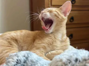 Gato raça SRD-ViraLata idade 2 a 6 meses nome Batata
