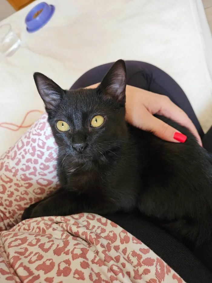Gato ra a SRD-ViraLata idade 2 a 6 meses nome Sem nome