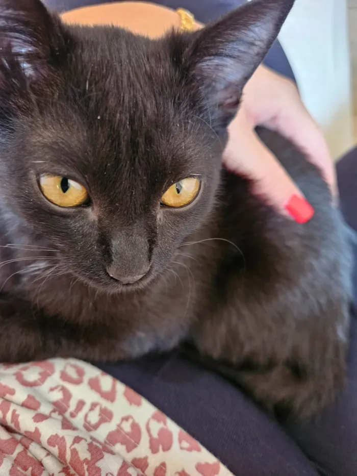 Gato ra a SRD-ViraLata idade 2 a 6 meses nome Sem nome