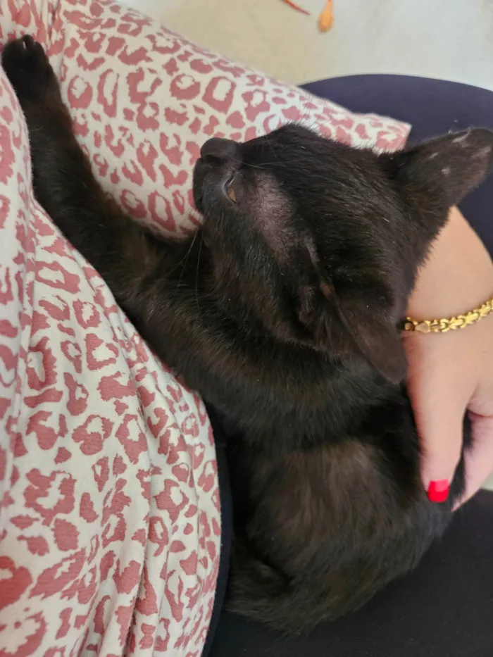 Gato ra a SRD-ViraLata idade 2 a 6 meses nome Sem nome