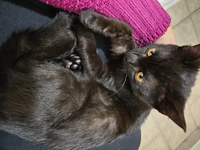 Gato ra a SRD-ViraLata idade 2 a 6 meses nome Sem nome