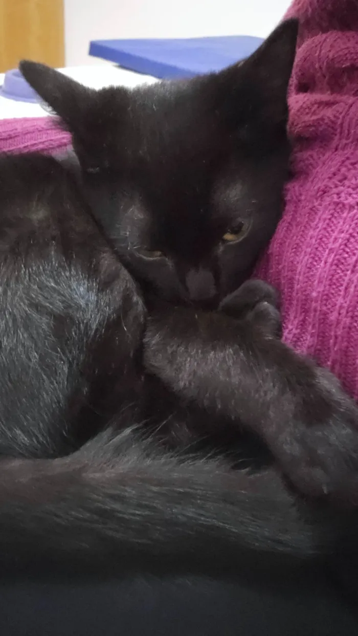 Gato ra a SRD-ViraLata idade 2 a 6 meses nome Sem nome