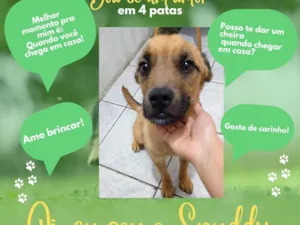 Cachorro raça SRD-ViraLata idade 2 anos nome Spuddy
