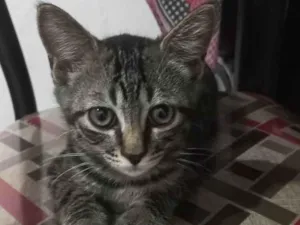 Gato raça SRD-ViraLata idade 2 a 6 meses nome Afonso