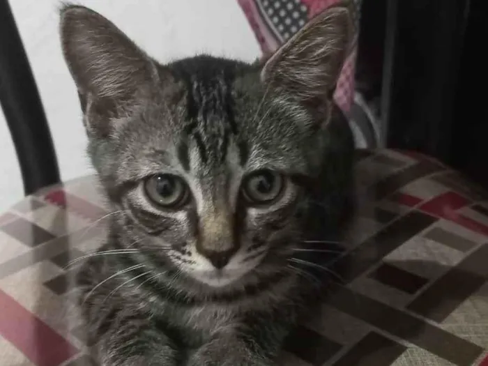 Gato ra a SRD-ViraLata idade 2 a 6 meses nome Afonso