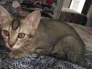 Gato raça SRD-ViraLata idade 2 a 6 meses nome Ludovico 