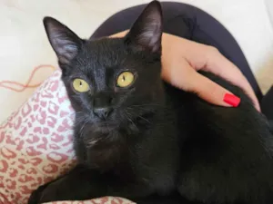 Gato raça SRD-ViraLata idade 2 a 6 meses nome Sem nome