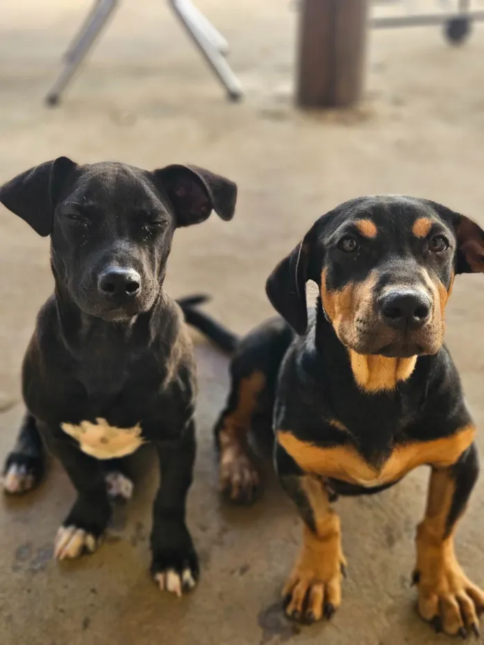 Cachorro ra a Pit-Bull idade 2 a 6 meses nome Serena e baronesa