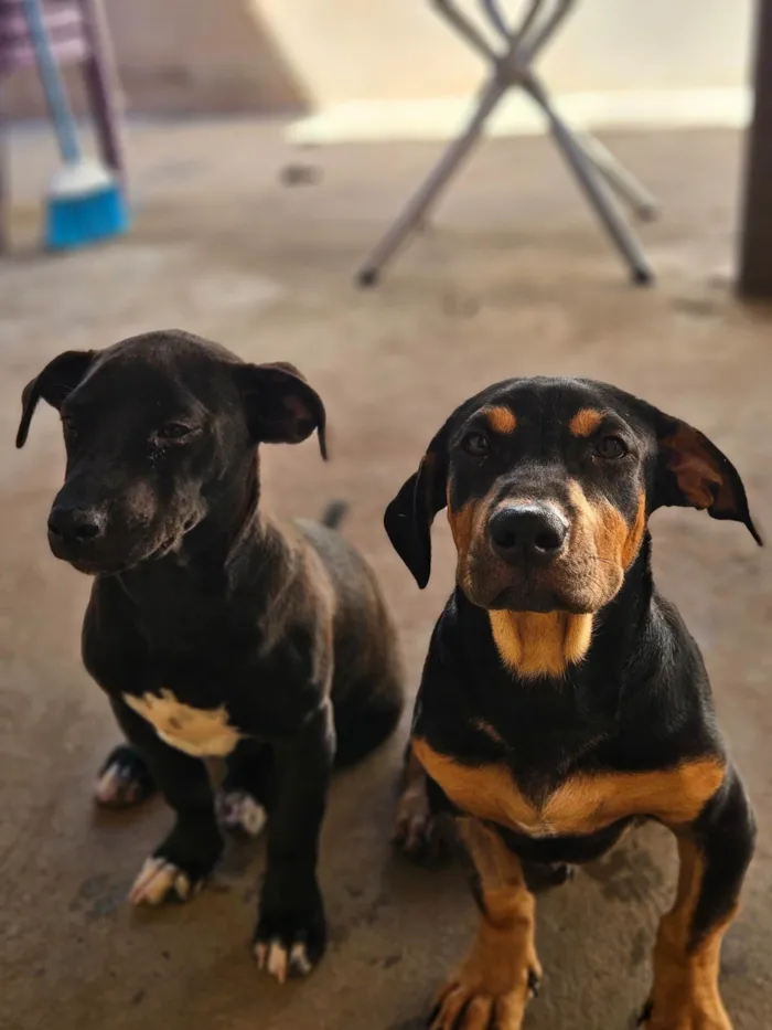 Cachorro ra a Pit-Bull idade 2 a 6 meses nome Serena e baronesa