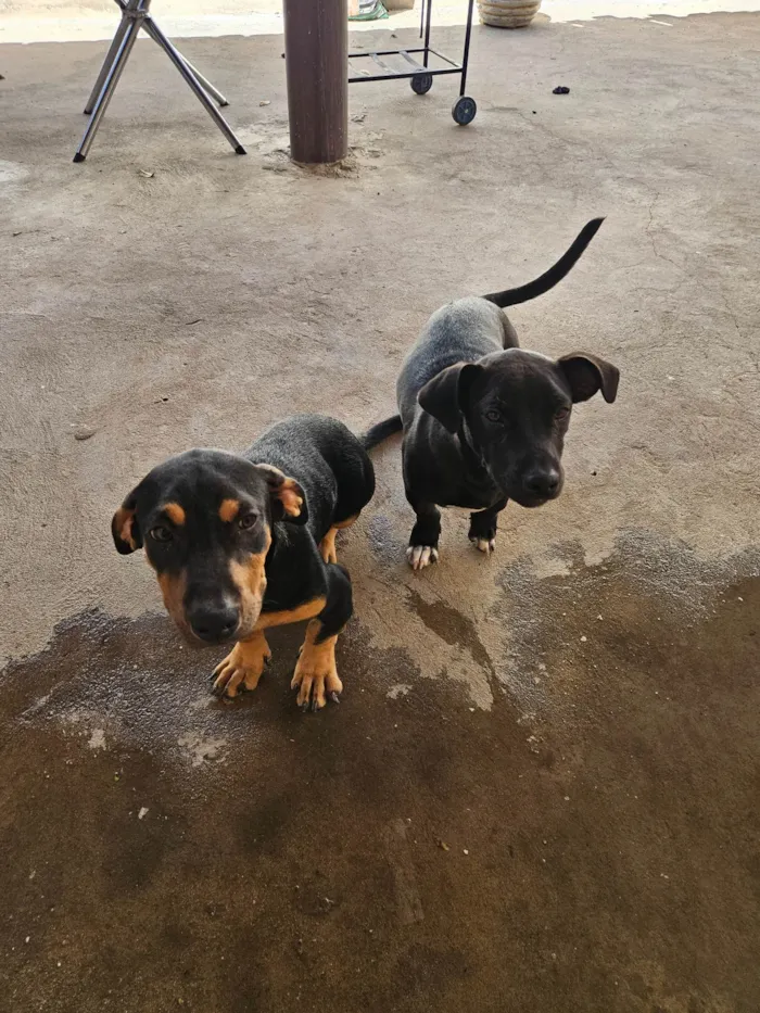 Cachorro ra a Pit-Bull idade 2 a 6 meses nome Serena e baronesa