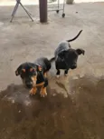 Serena e baronesa