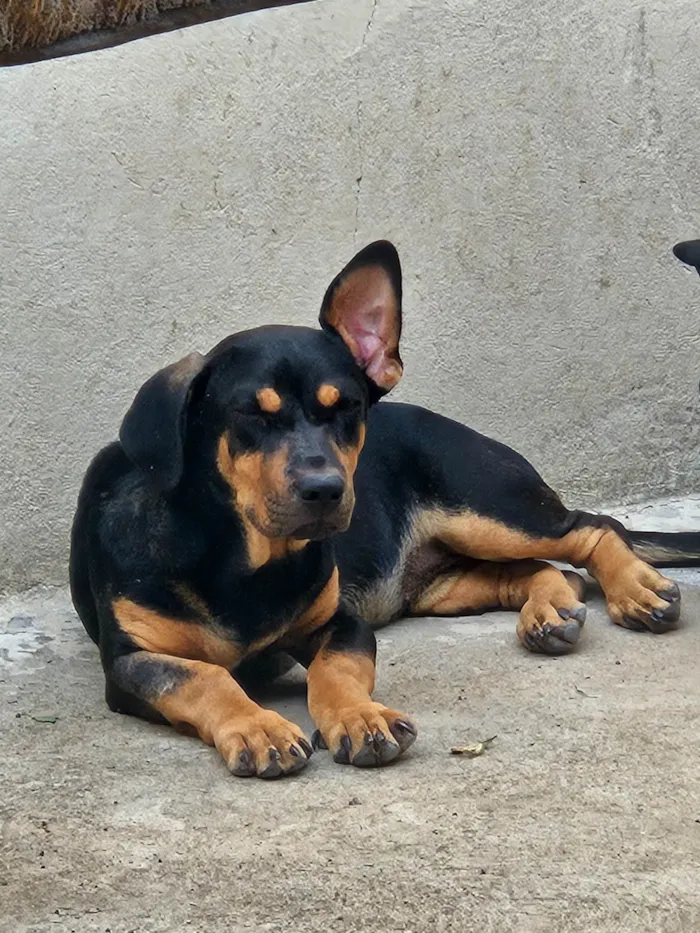 Cachorro ra a Pit-Bull idade 2 a 6 meses nome Serena e baronesa