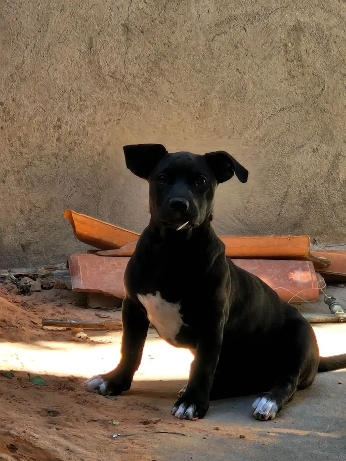 Cachorro ra a Pit-Bull idade 2 a 6 meses nome Serena e baronesa