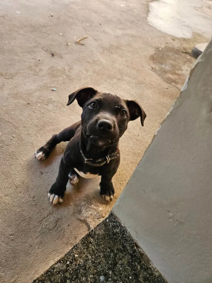 Cachorro ra a Pit-Bull idade 2 a 6 meses nome Serena e baronesa