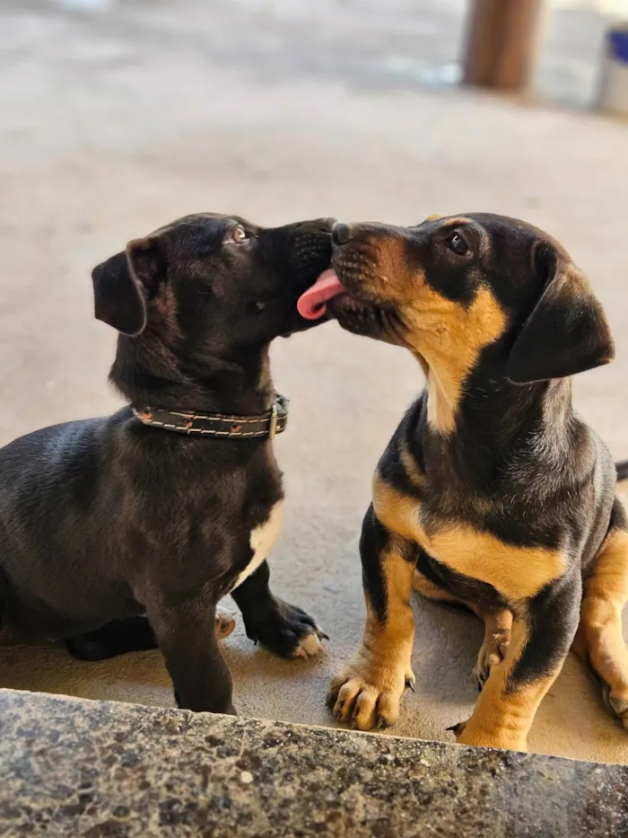 Cachorro ra a Pit-Bull idade 2 a 6 meses nome Serena e baronesa
