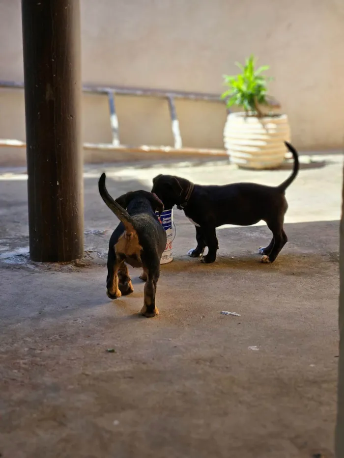 Cachorro ra a Pit-Bull idade 2 a 6 meses nome Serena e baronesa