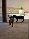 Serena e baronesa