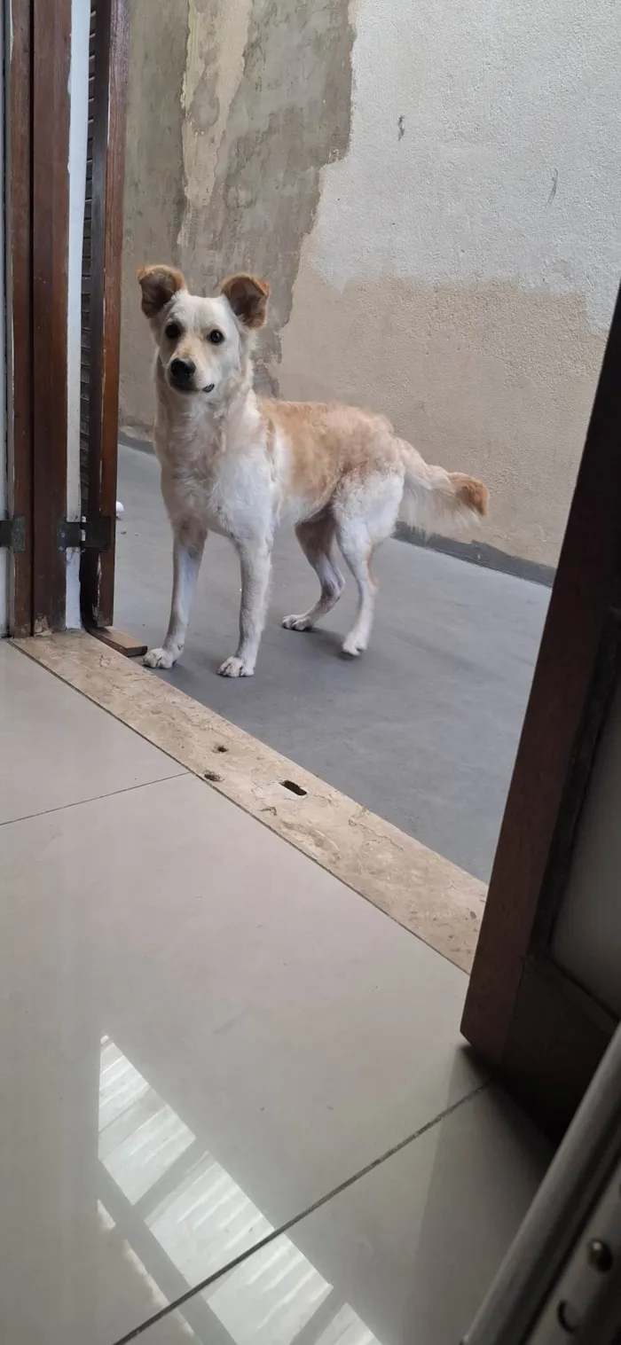 Cachorro ra a SRD-ViraLata idade 1 ano nome THOR