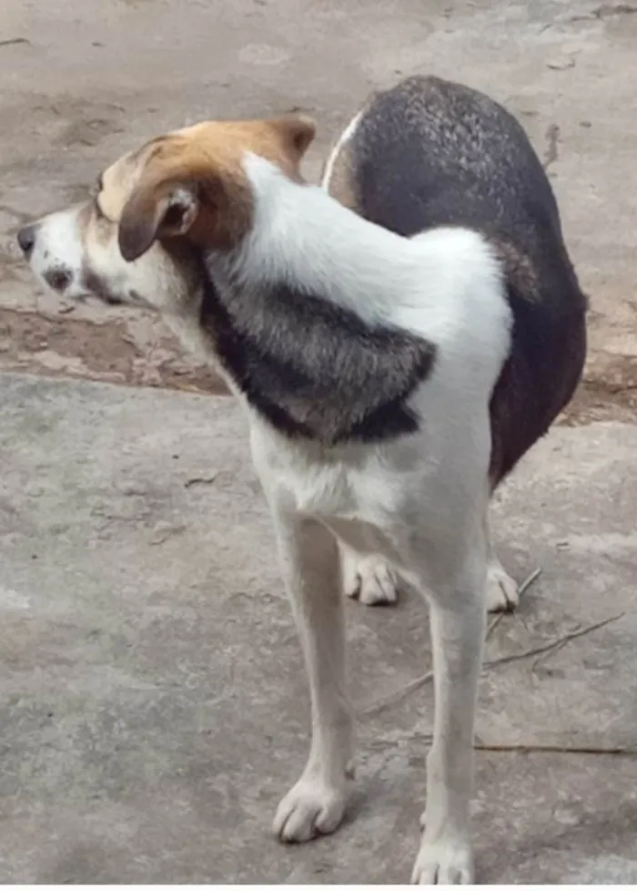 Cachorro ra a SRD-ViraLata idade 3 anos nome Beethoven 