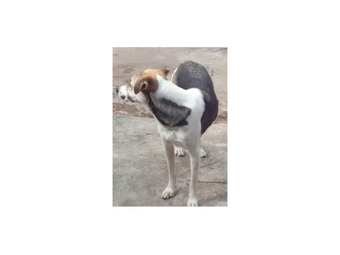 Cachorro ra a SRD-ViraLata idade 3 anos nome Beethoven 