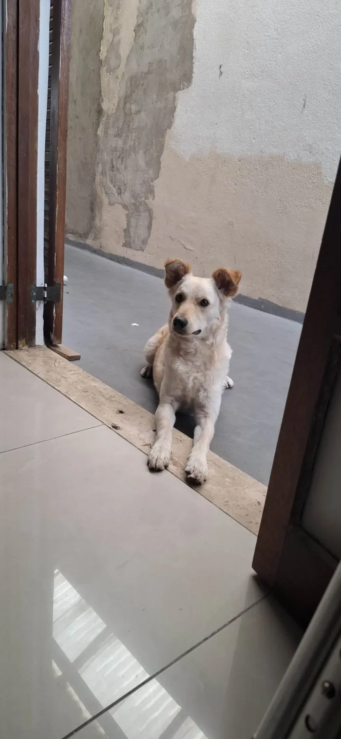 Cachorro ra a SRD-ViraLata idade 1 ano nome THOR