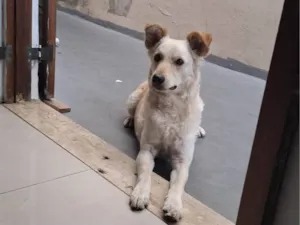 Cachorro raça SRD-ViraLata idade 1 ano nome THOR
