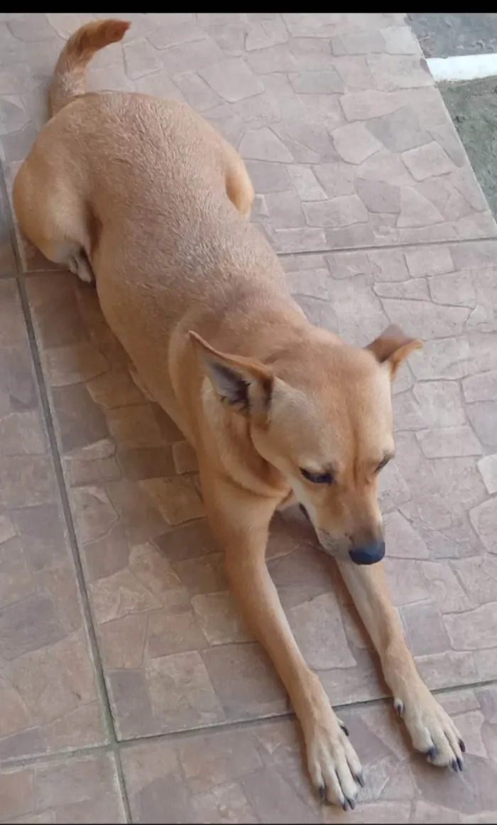 Cachorro ra a SRD-ViraLata idade 3 anos nome Foquinha