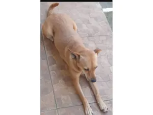 Cachorro raça SRD-ViraLata idade 3 anos nome Foquinha