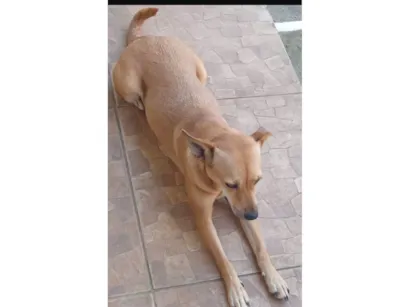 Cachorro raça SRD-ViraLata idade 3 anos nome Foquinha