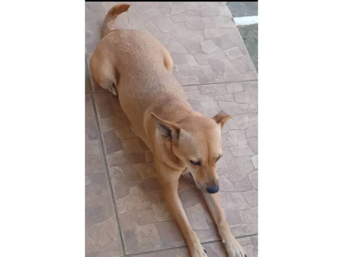 Cachorro ra a SRD-ViraLata idade 3 anos nome Foquinha