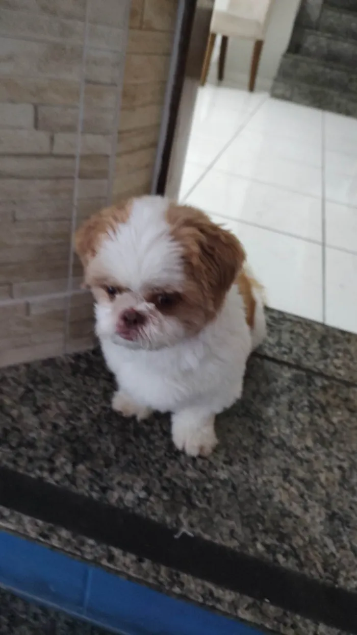 Cachorro ra a Shitzu idade 6 ou mais anos nome Meglu