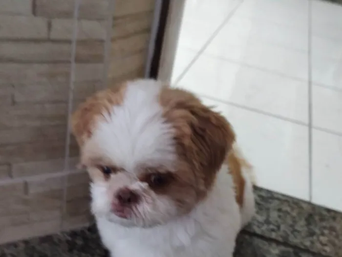 Cachorro ra a Shitzu idade 6 ou mais anos nome Meglu