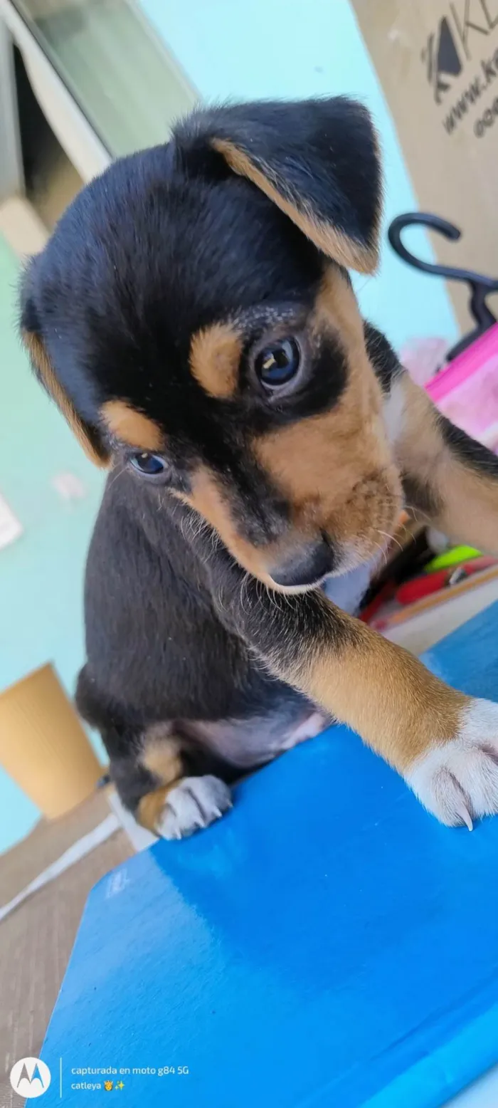 Cachorro ra a SRD-ViraLata idade Abaixo de 2 meses nome Sem nome ainda 