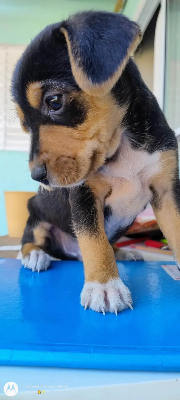 Cachorro ra a SRD-ViraLata idade Abaixo de 2 meses nome Sem nome ainda