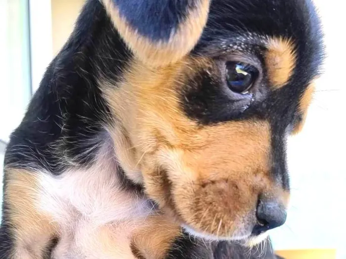Cachorro ra a SRD-ViraLata idade Abaixo de 2 meses nome Sem nome ainda