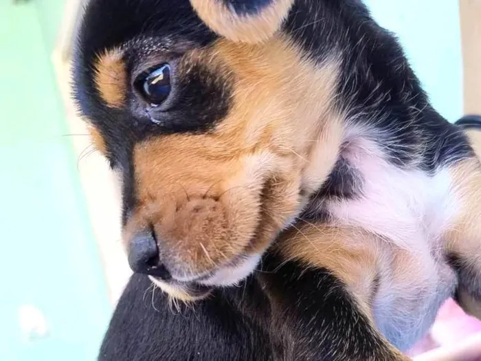 Cachorro ra a SRD-ViraLata idade Abaixo de 2 meses nome Sem nome ainda