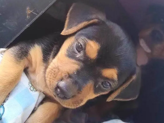 Cachorro ra a SRD-ViraLata idade Abaixo de 2 meses nome Sem nome ainda