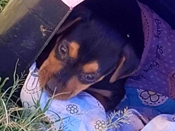 Cachorro ra a SRD-ViraLata idade Abaixo de 2 meses nome Sem nome ainda