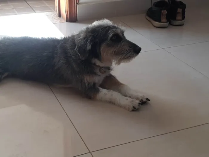 Cachorro ra a SRD-ViraLata idade 2 anos nome Márcio 