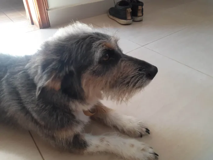 Cachorro ra a SRD-ViraLata idade 2 anos nome Márcio 