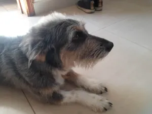 Cachorro raça SRD-ViraLata idade 2 anos nome Márcio 